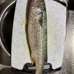 ボラ