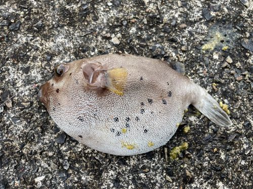 コクテンフグの釣果