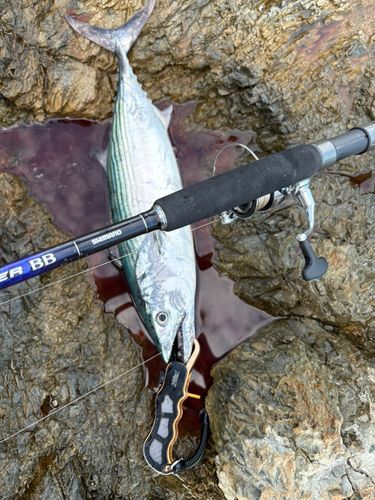 ハガツオの釣果