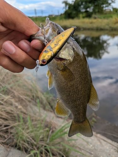 スモールマウスバスの釣果