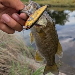 スモールマウスバス