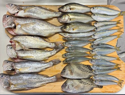 イシモチの釣果