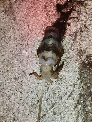 アオリイカの釣果