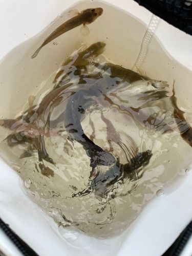 シロギスの釣果