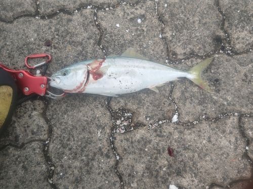 ワカシの釣果
