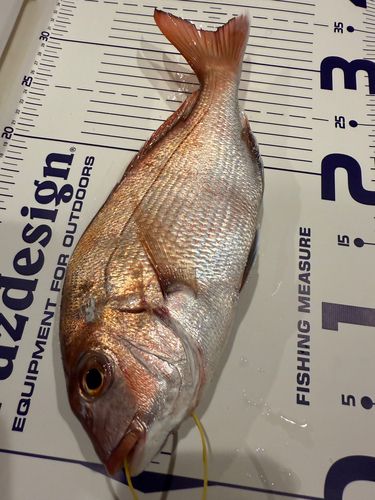 マダイの釣果