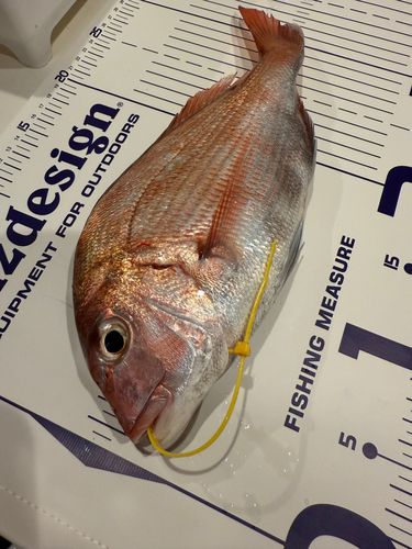 マダイの釣果