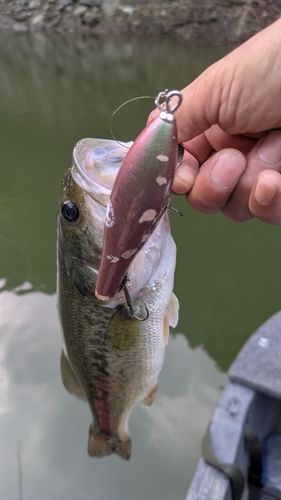 ブラックバスの釣果