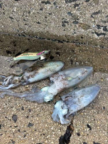 アオリイカの釣果