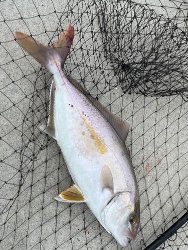ショゴの釣果