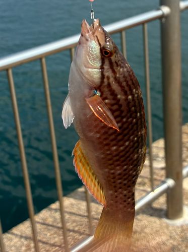 ベラの釣果