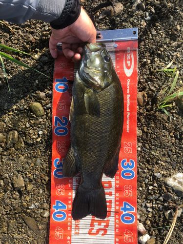 スモールマウスバスの釣果