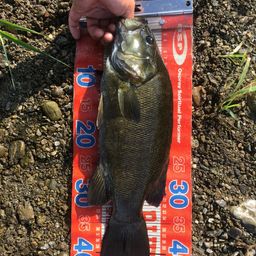 スモールマウスバス