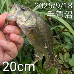 ブラックバスの釣果