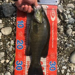 スモールマウスバス