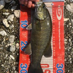 スモールマウスバス