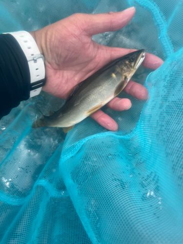 アユの釣果