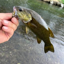 スモールマウスバス