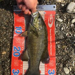 スモールマウスバス