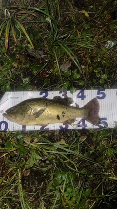 ラージマウスバスの釣果