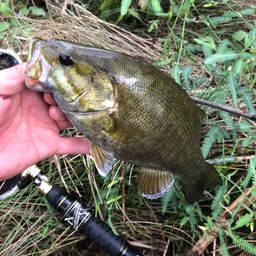 スモールマウスバス