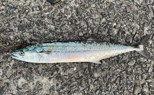 サゴシの釣果