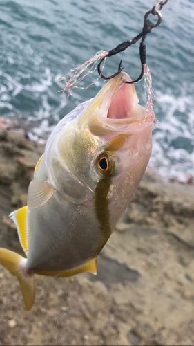 ネリゴの釣果