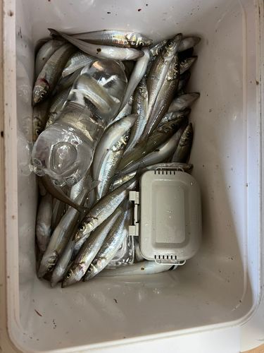 伊勢湾