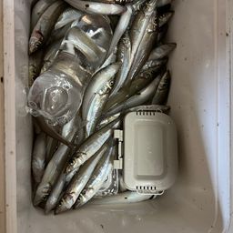 シロギス