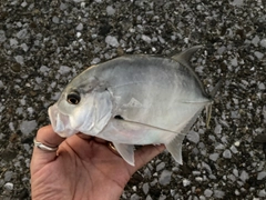 メッキの釣果