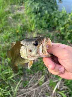 ラージマウスバスの釣果