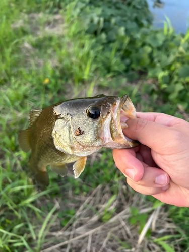 ラージマウスバスの釣果