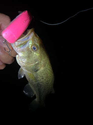 ラージマウスバスの釣果