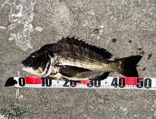 チヌの釣果