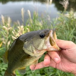 ラージマウスバス