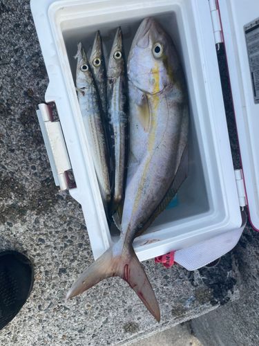 シオの釣果