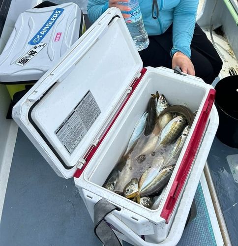 タチウオの釣果