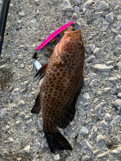 オオモンハタの釣果