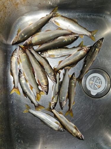 アユの釣果