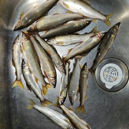 アユ
