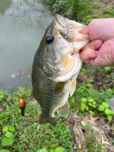 ラージマウスバスの釣果