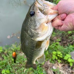 ラージマウスバス