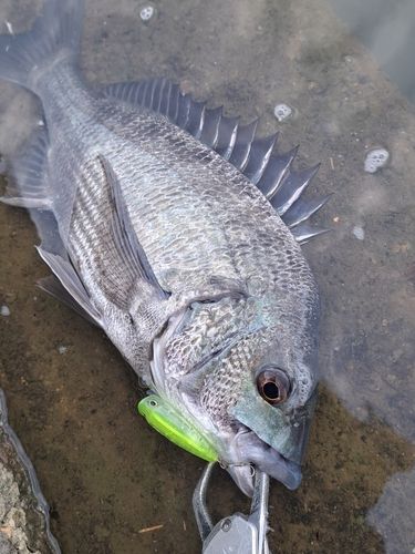 チヌの釣果