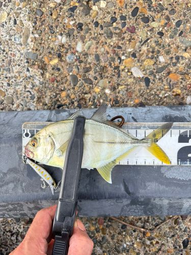 メッキの釣果