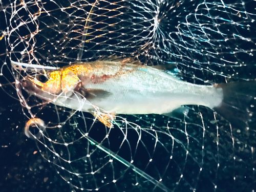 セイゴ（ヒラスズキ）の釣果