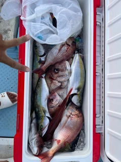 マダイの釣果