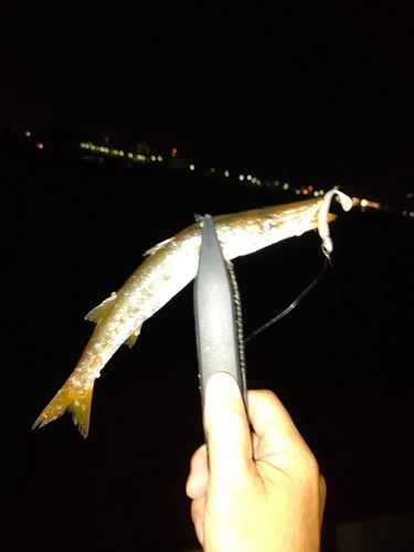 カマスの釣果