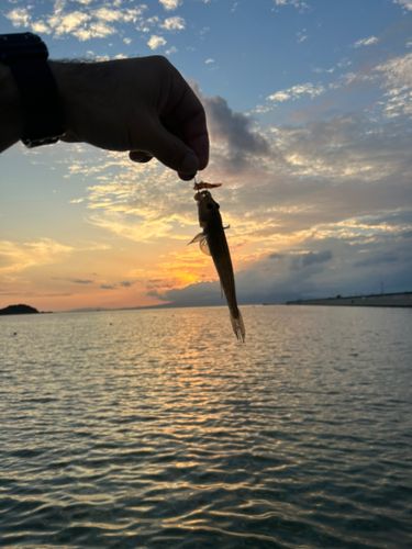 ハゼの釣果