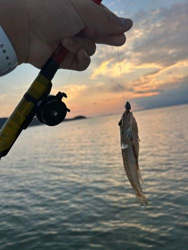 ハゼの釣果