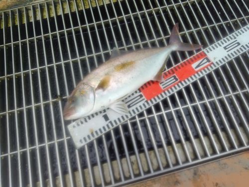 ショゴの釣果